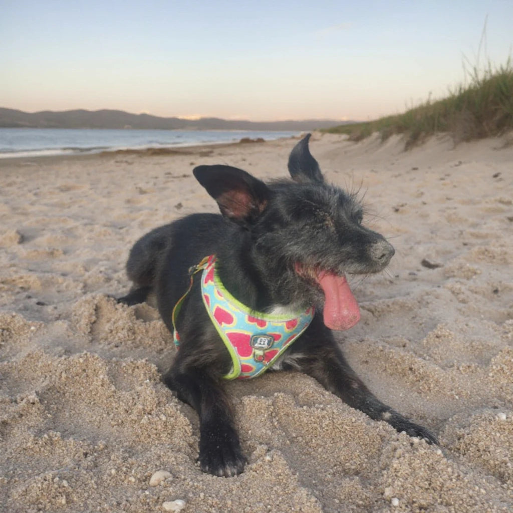 The Picnic Collection | Watermelon Harness, Lead & Pouch Set