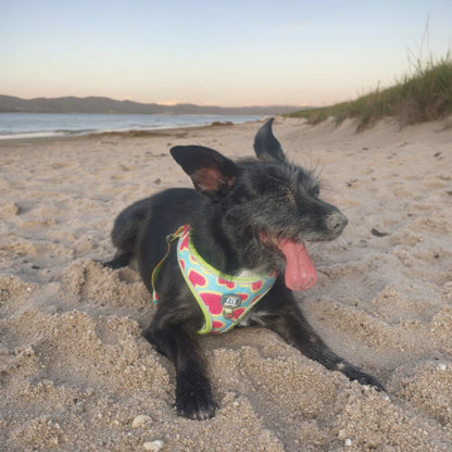 The Picnic Collection | Watermelon Harness, Lead & Pouch Set