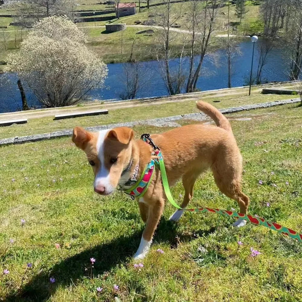 The Picnic Collection | Watermelon Harness, Lead & Pouch Set