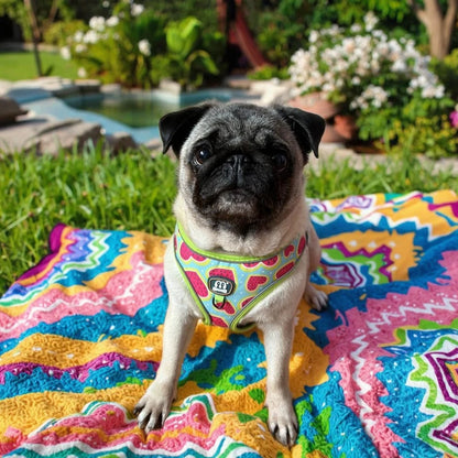 The Picnic Collection | Watermelon Harness, Lead & Pouch Set