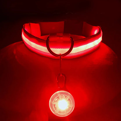 The Glow-Guard | Luxury LED USB Safety Collar